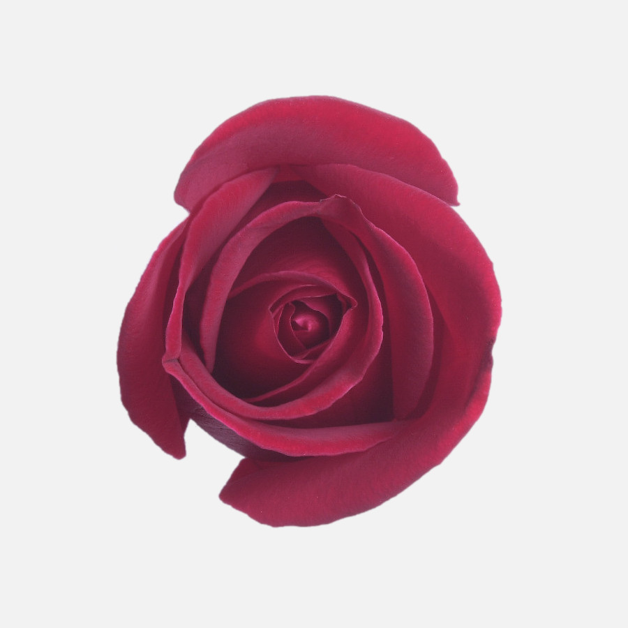 A red rose in full bloom